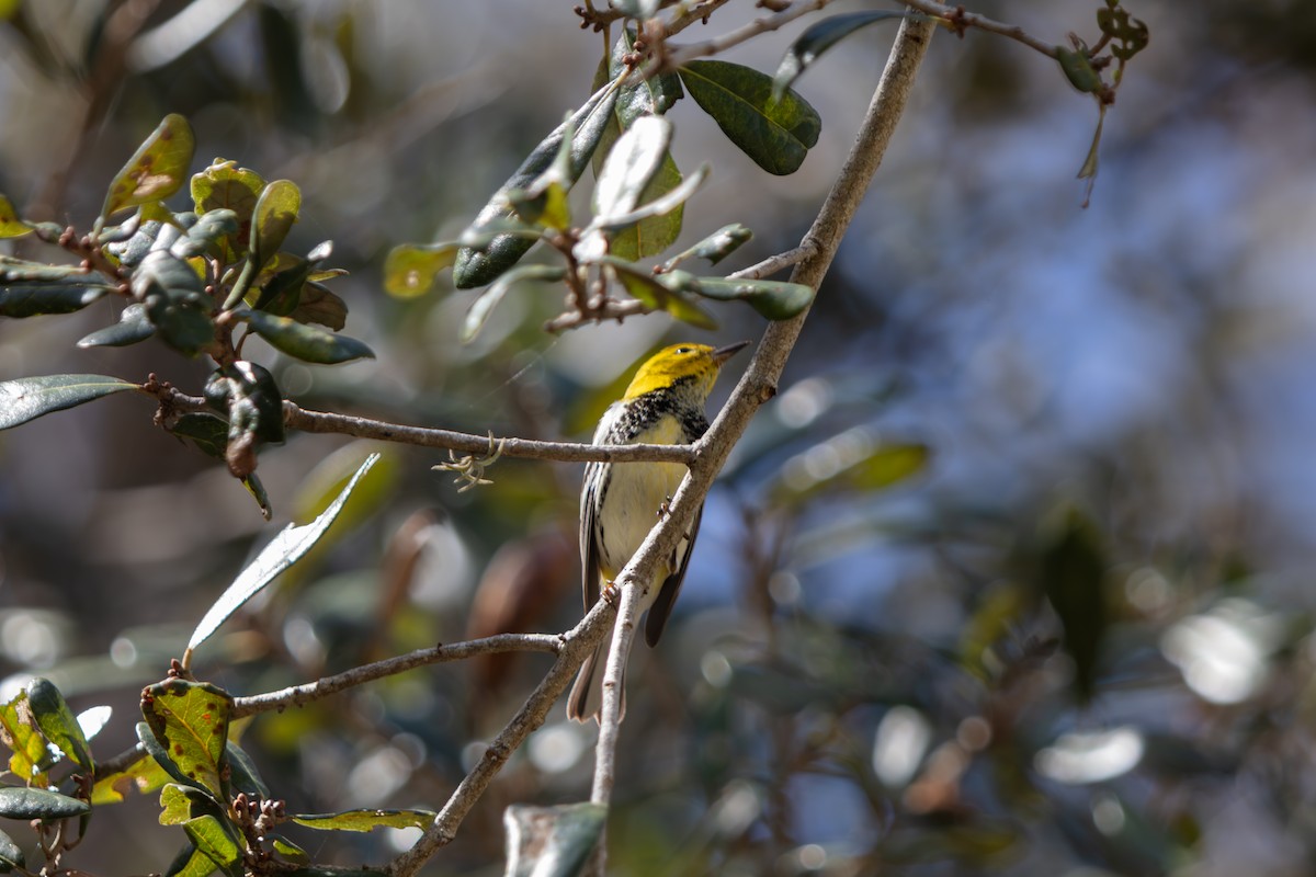 Black-throated Green Warbler - ML646546037