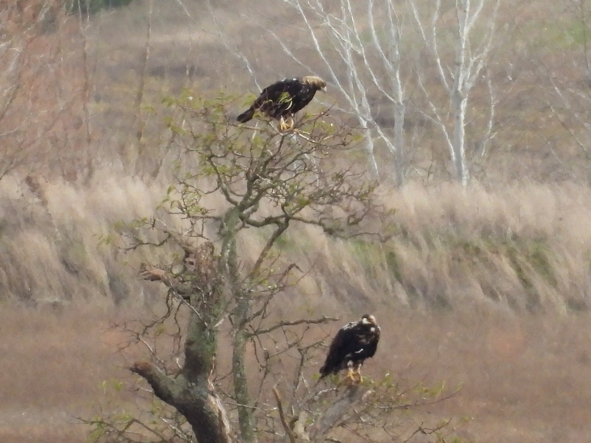 Spanish Eagle - ML646546040