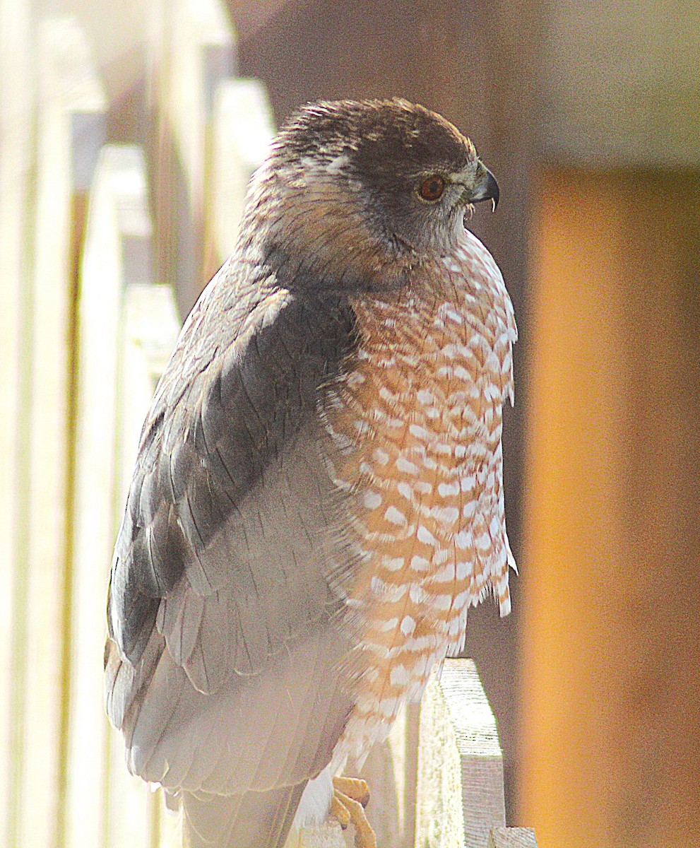 Rundschwanzhabicht - ML646546041