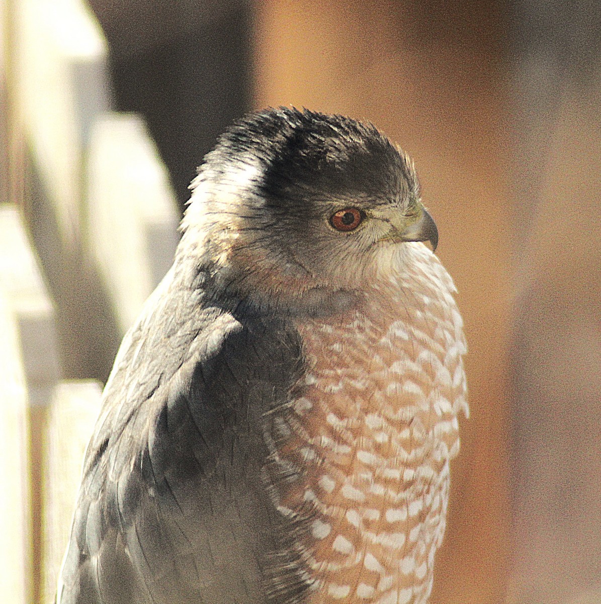 Rundschwanzhabicht - ML646546042