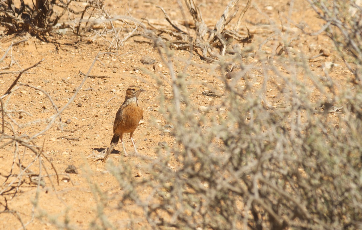 Spike-heeled Lark - ML646546043