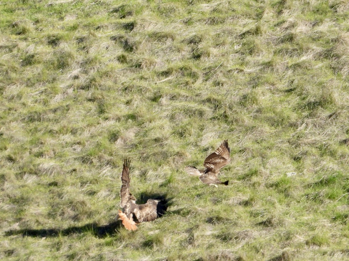 Red-tailed Hawk - ML646546044