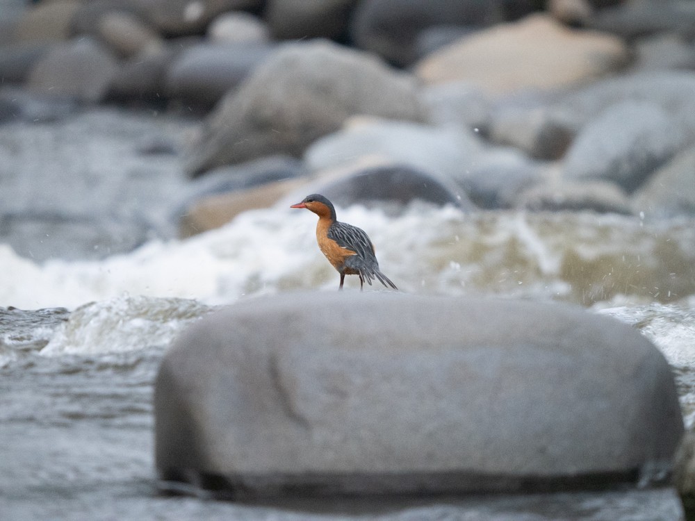 Merganette des torrents - ML646546045