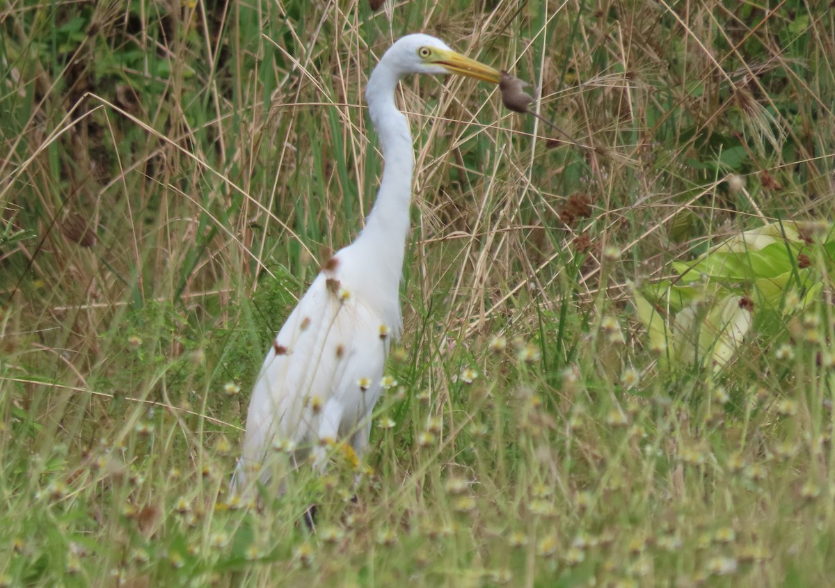 Airone bianco indiano - ML646546050