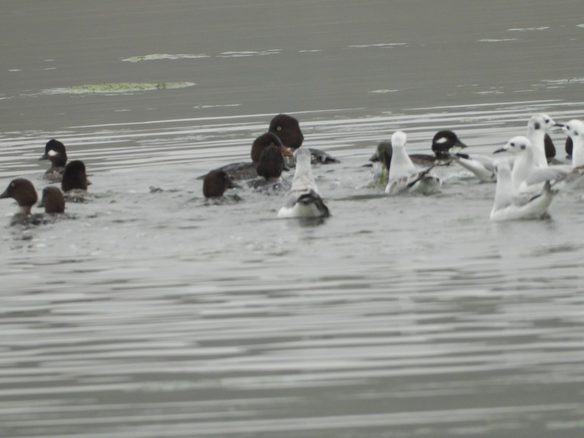 Bonaparte's Gull - ML646546051