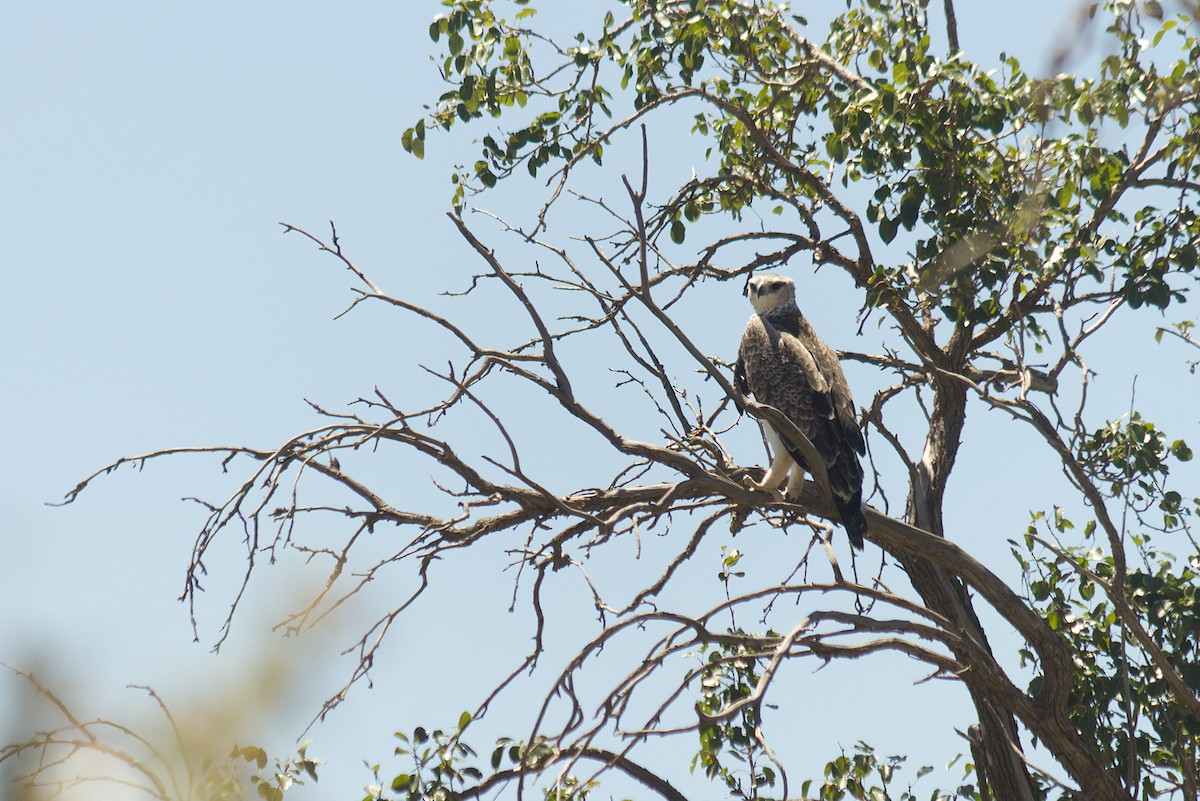 Martial Eagle - ML646546054