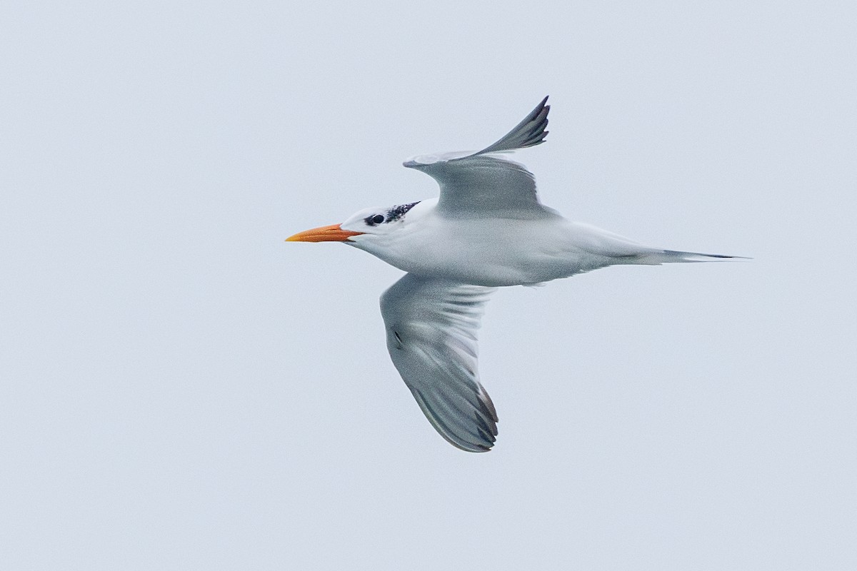 Крячок королівський - ML646546055