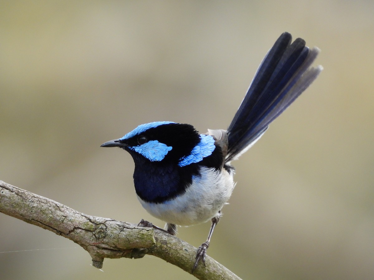 modropláštník nádherný - ML646546056