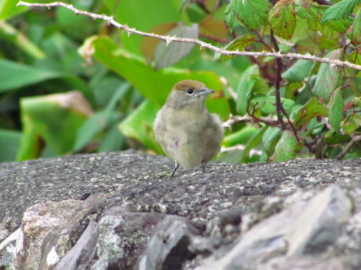 Eurasian Blackcap - ML646546057