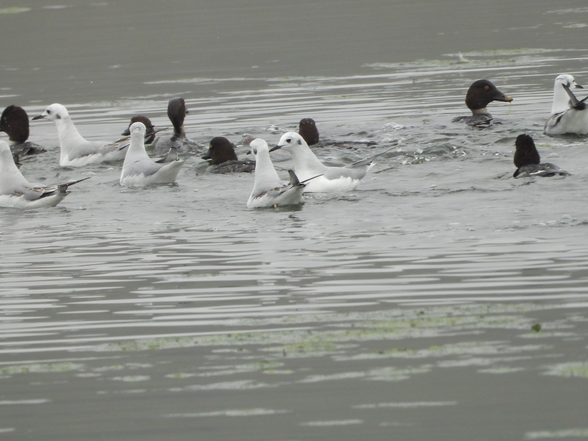 Bonaparte's Gull - ML646546061