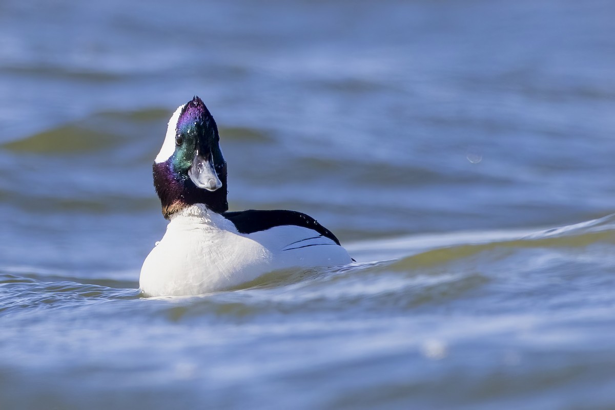 Bufflehead - ML646546062