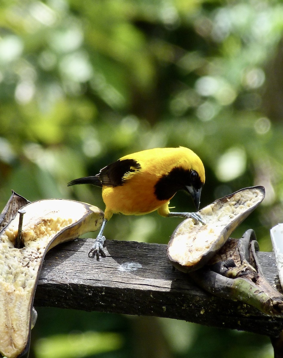 Yellow-backed Oriole - ML646546063