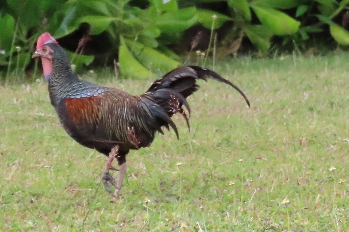 Green Junglefowl - ML646546066