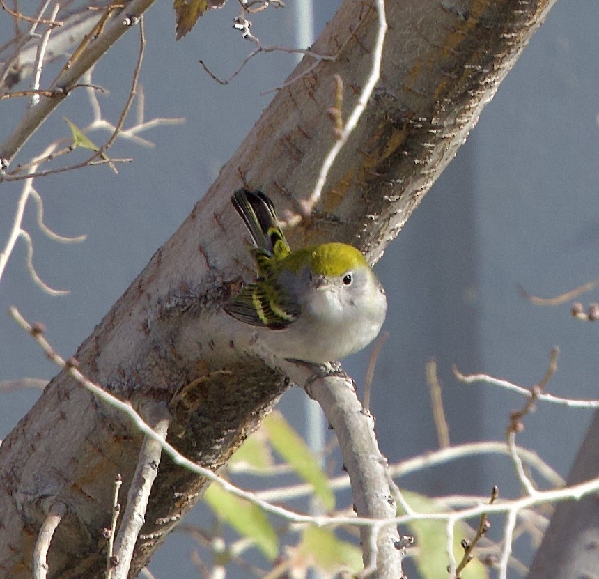 Chestnut-sided Warbler - ML646546073