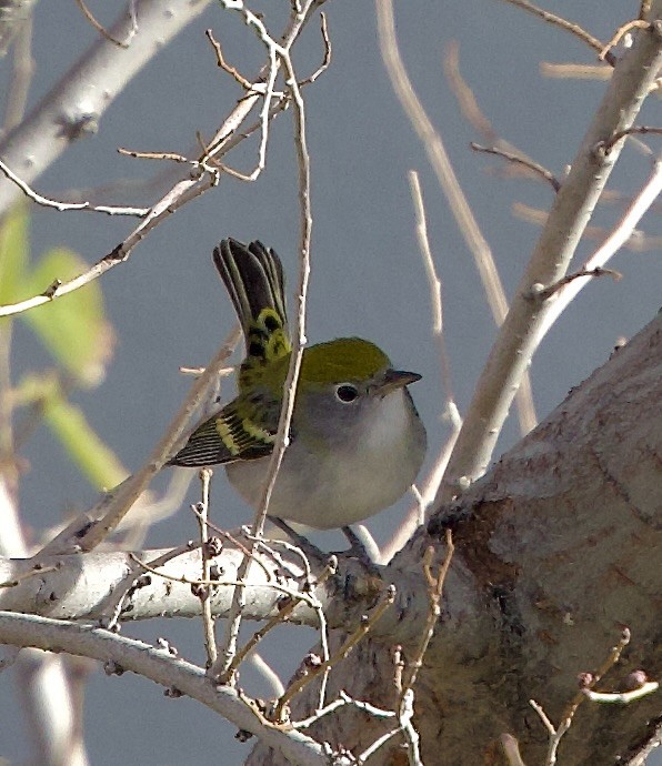 Chestnut-sided Warbler - ML646546074