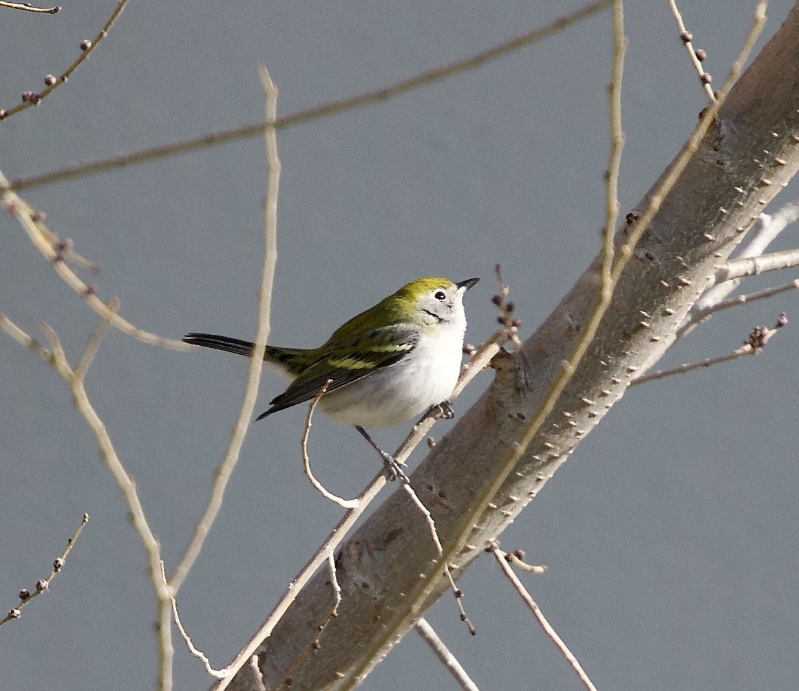 Chestnut-sided Warbler - ML646546075