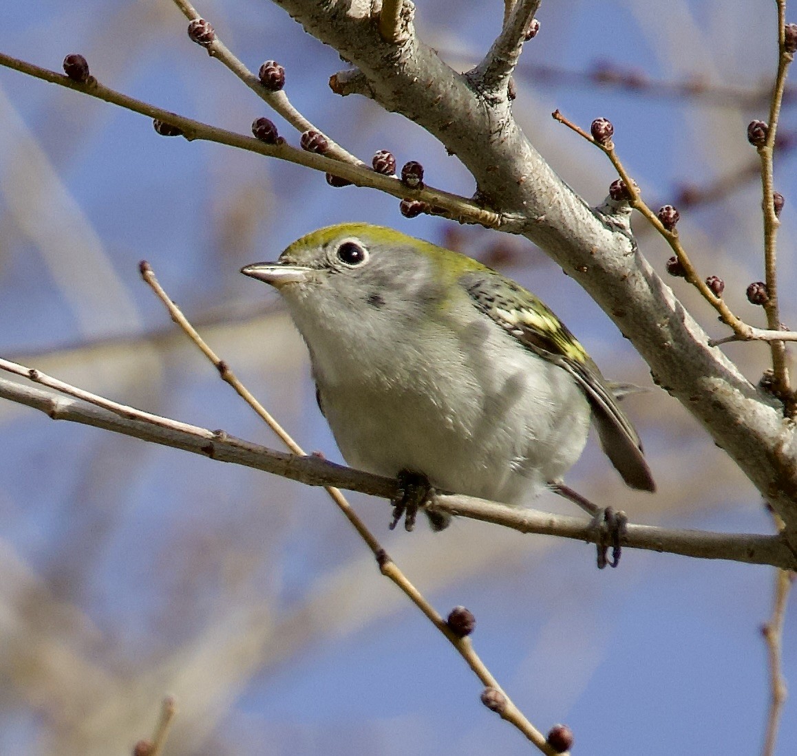Chestnut-sided Warbler - ML646546076
