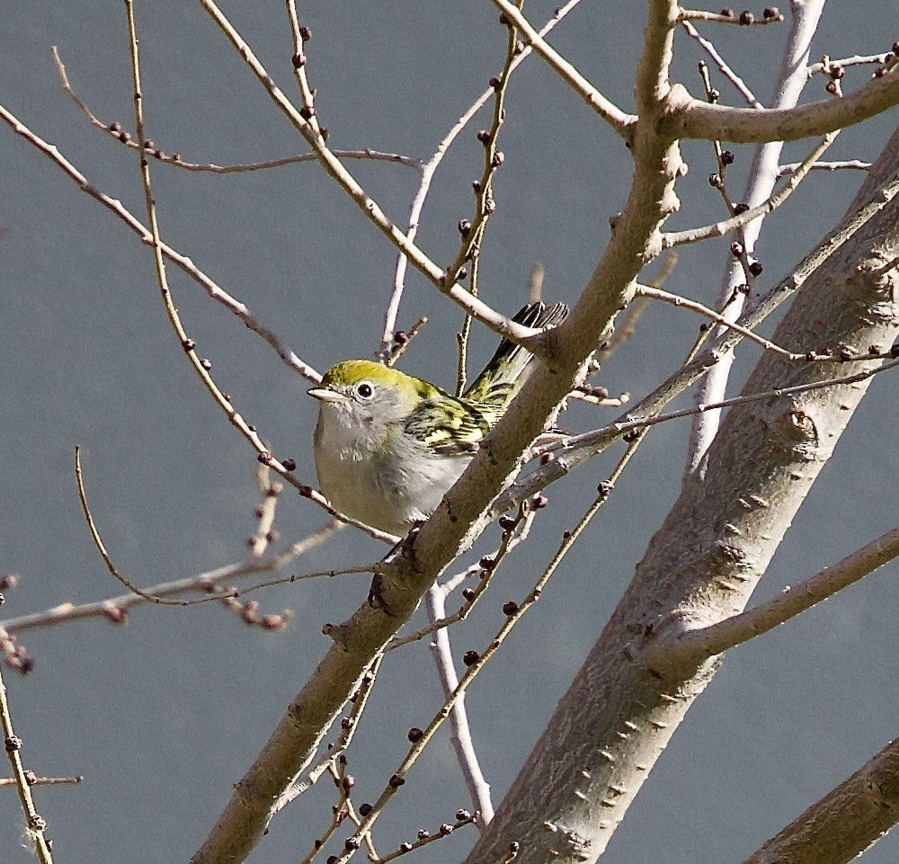 Chestnut-sided Warbler - ML646546077