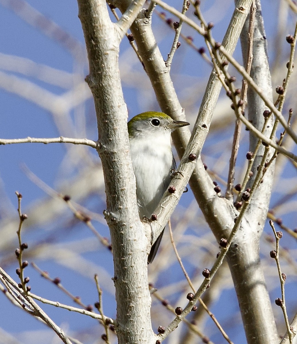 Chestnut-sided Warbler - ML646546078