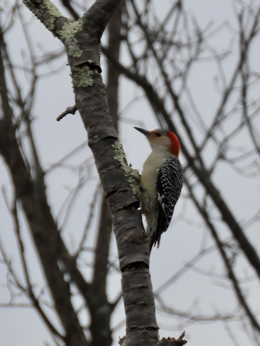 Red-bellied Woodpecker - ML646546079