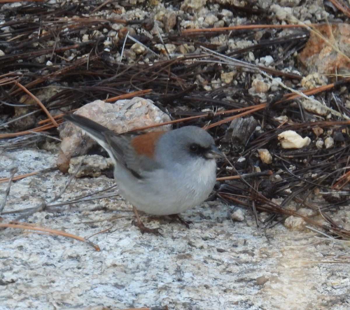 Юнко сірий (підвид dorsalis) - ML646546083
