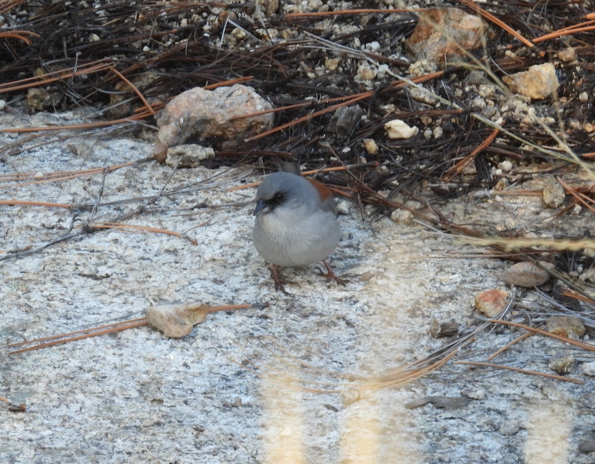 Юнко сірий (підвид dorsalis) - ML646546084