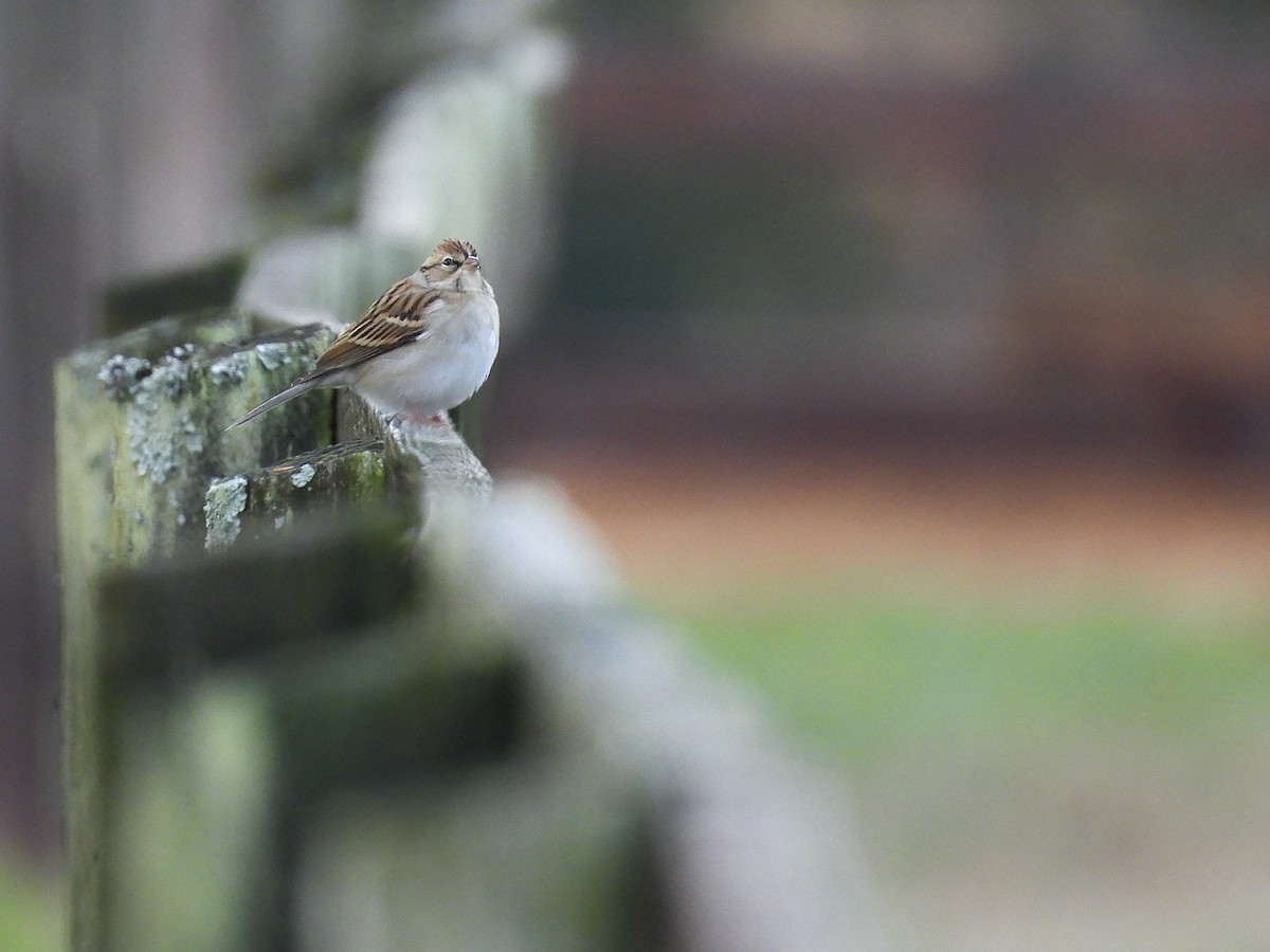 Chipping Sparrow - ML646546085