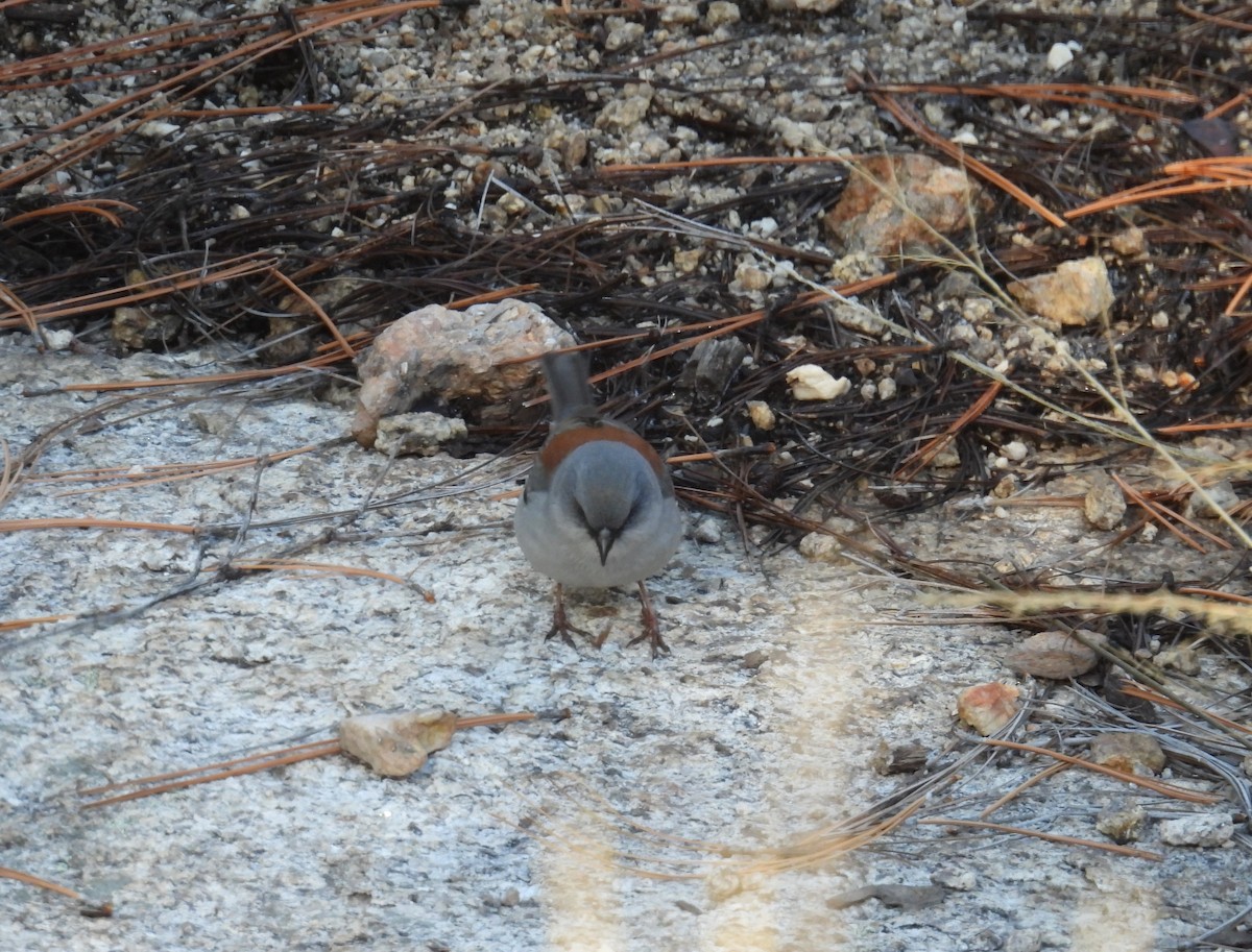 Юнко сірий (підвид dorsalis) - ML646546086