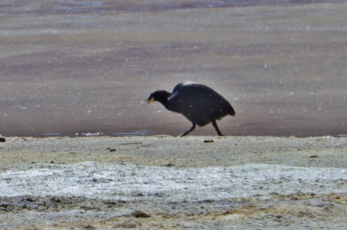 Рогатая лысуха - ML646546087