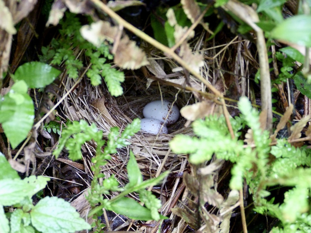 Slate-throated Redstart - ML646546088
