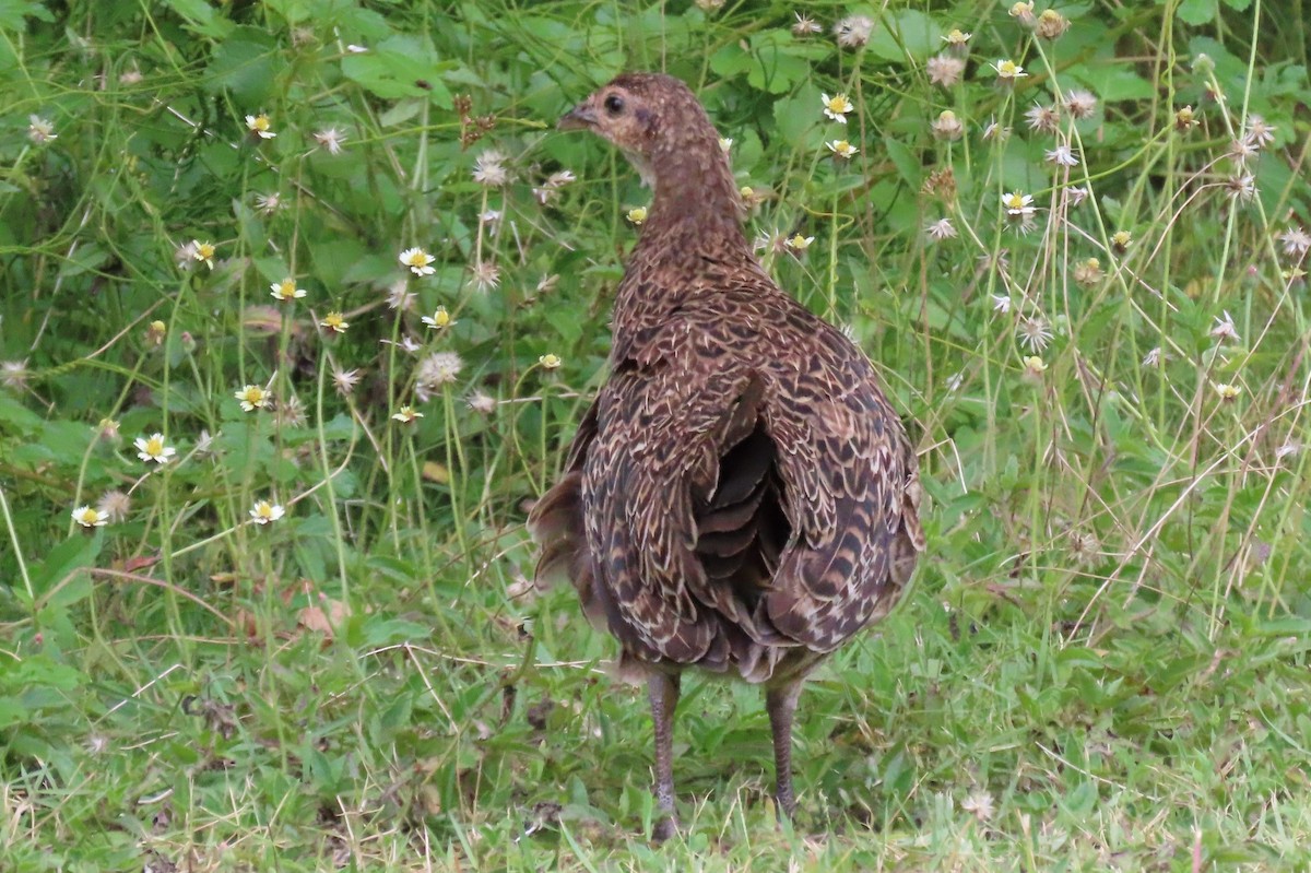 Green Junglefowl - ML646546089