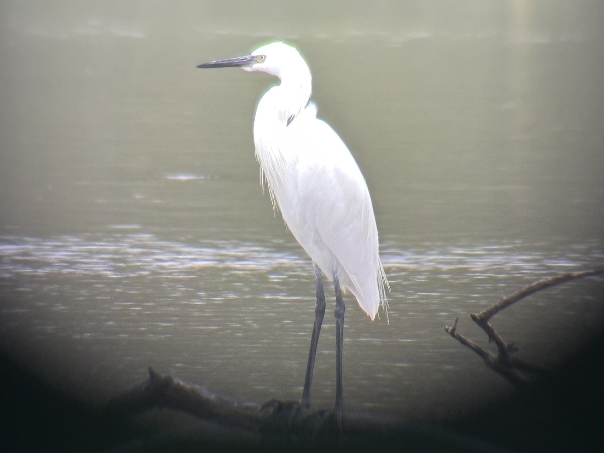 Reddish Egret - ML646546091