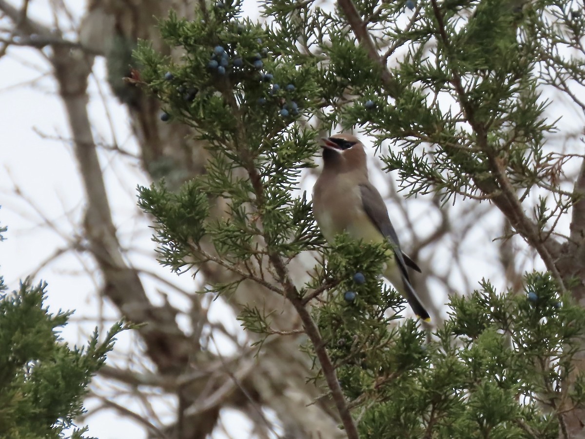Cedar Waxwing - ML646546092