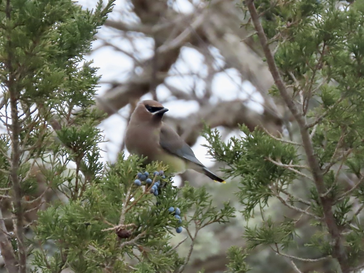 Cedar Waxwing - ML646546093