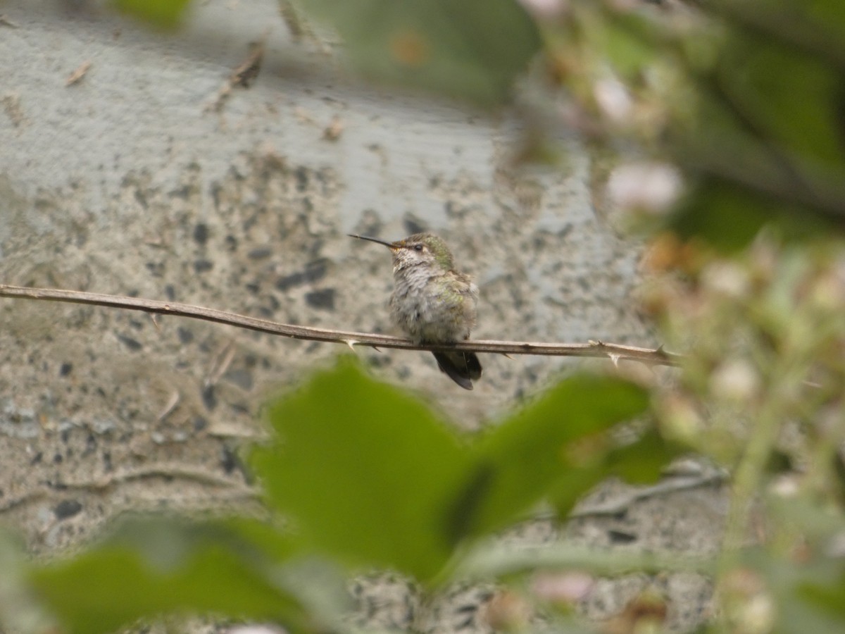 Anna's Hummingbird - ML646546096