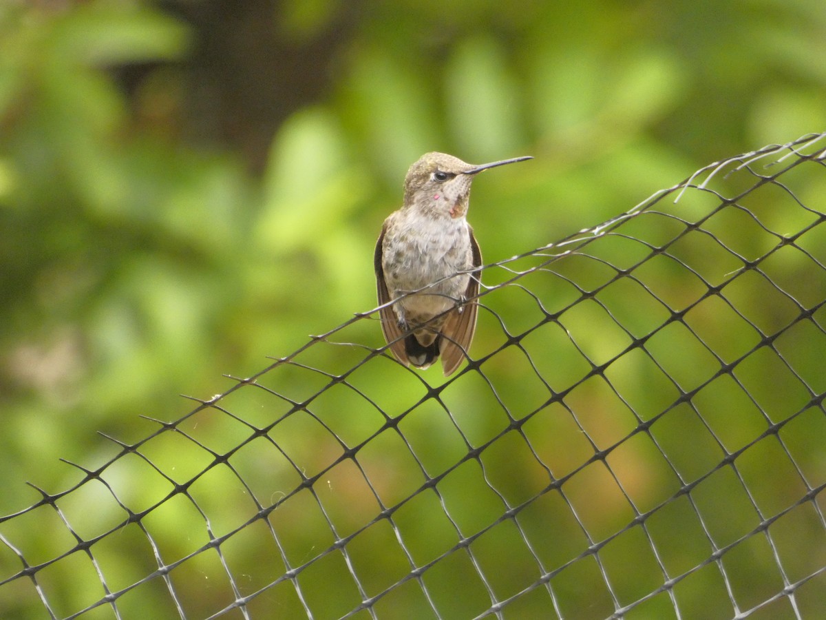Anna's Hummingbird - ML646546097