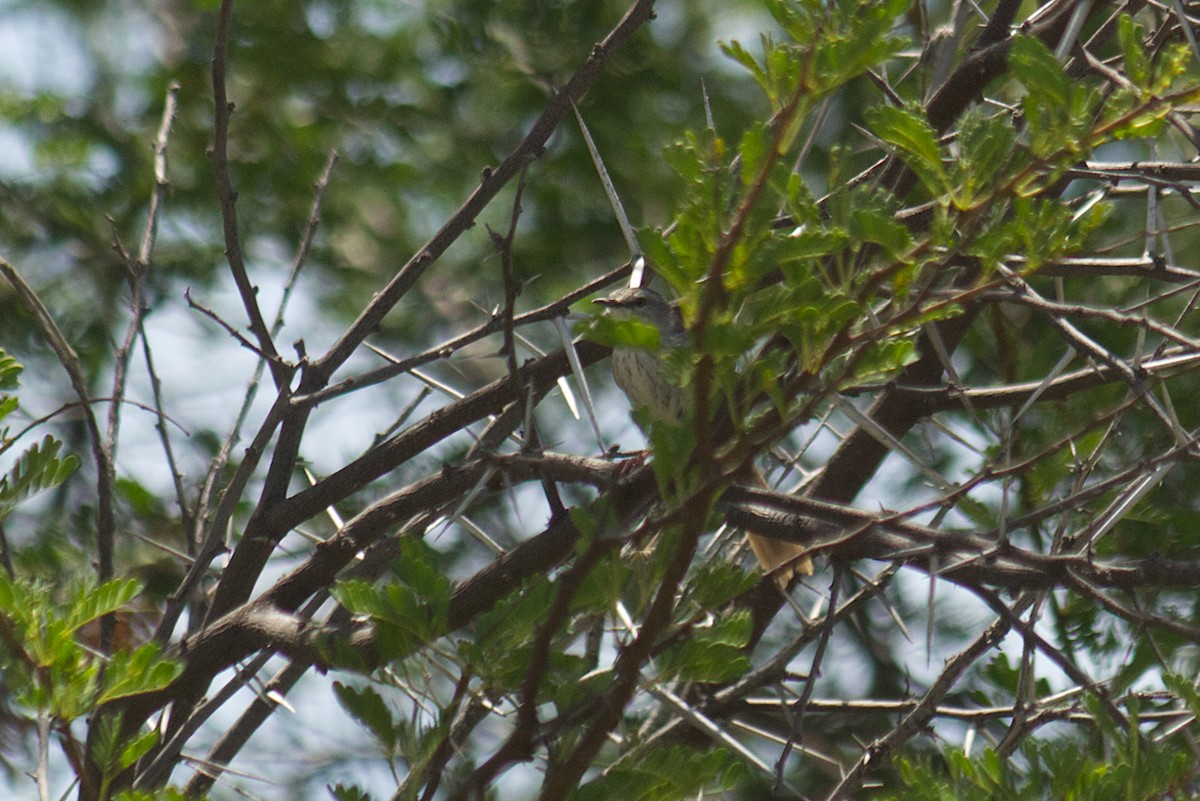 Namaqua Warbler - ML646546100