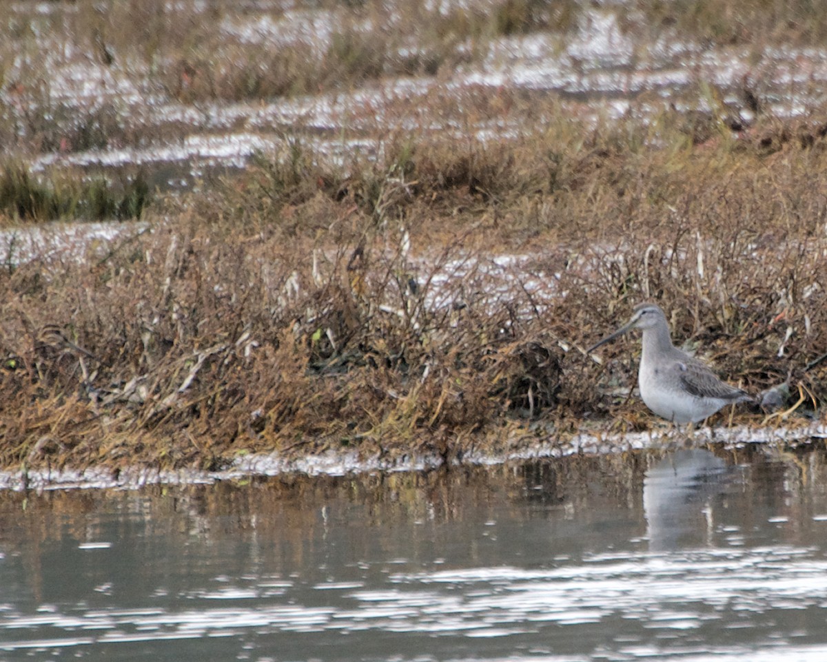 Хараалжин цууцил - ML646546102