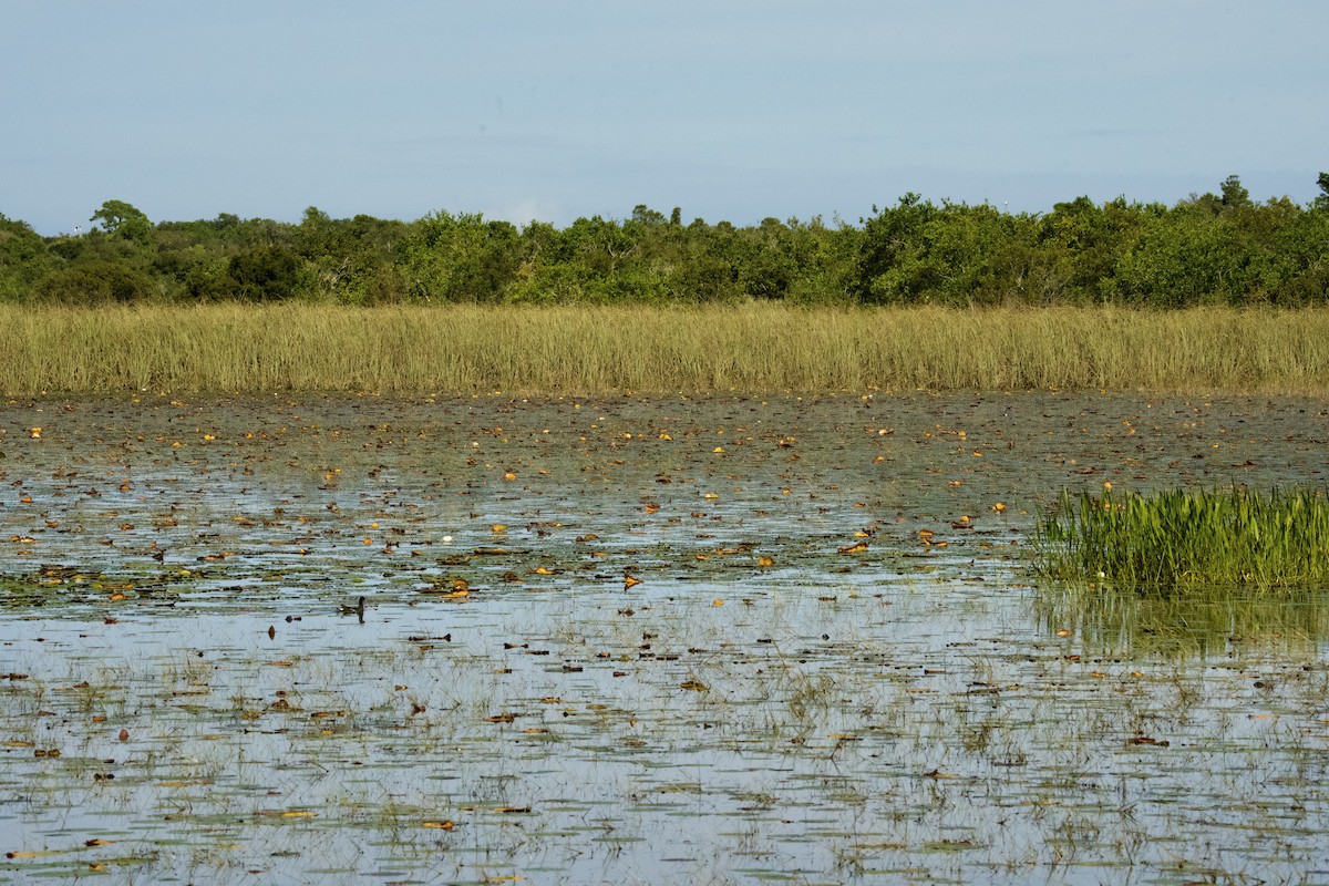 Gallineta Americana - ML646546103