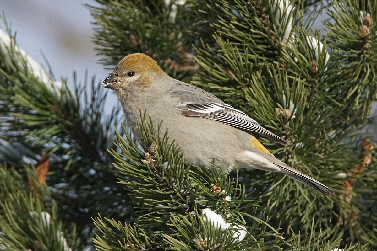 Hakengimpel - ML646546105