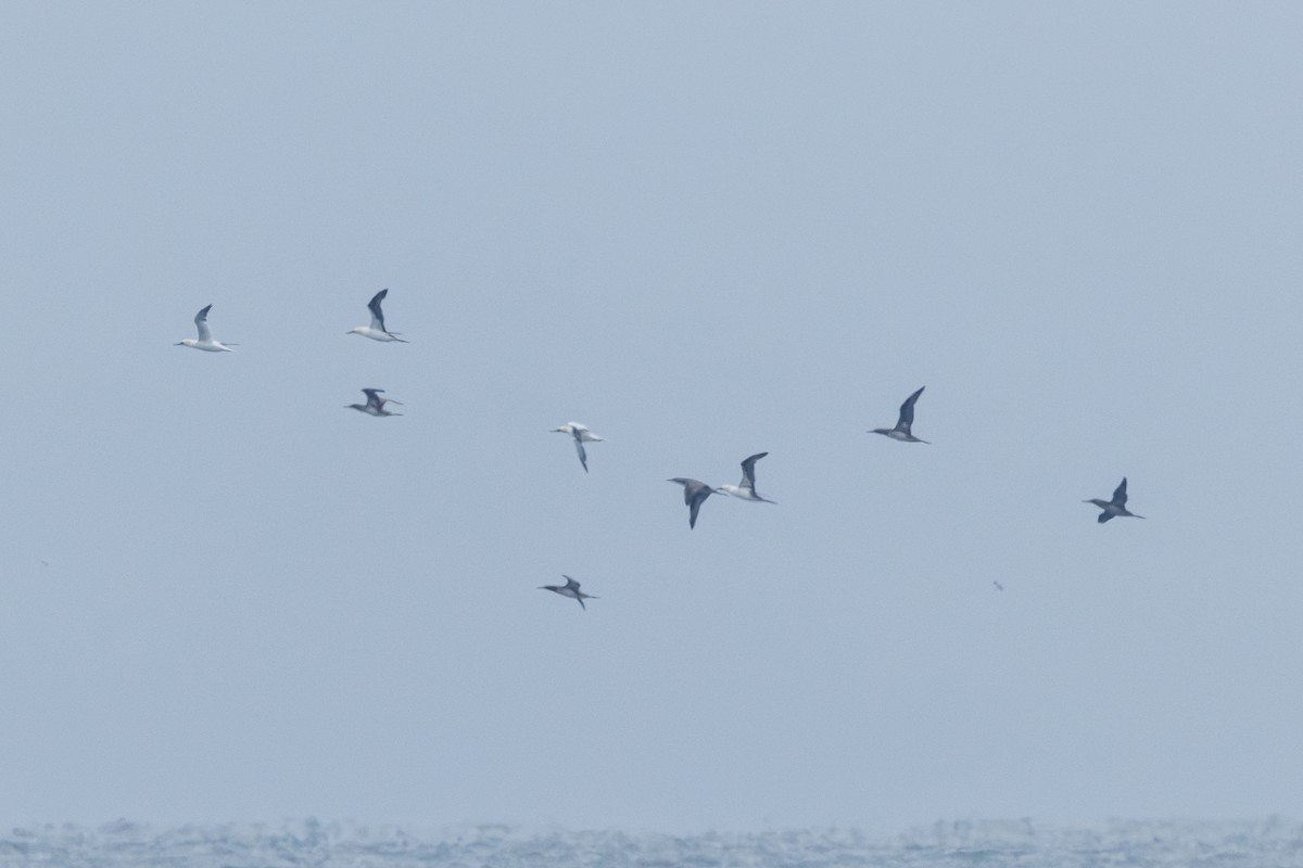 Сула атлантична - ML646546109