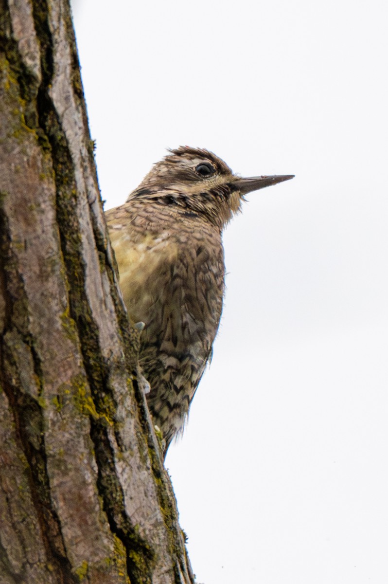 Sarı Karınlı Ağaçkakan - ML646546111