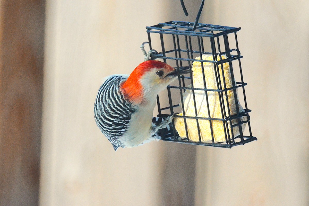 Carolinaspecht - ML646546115