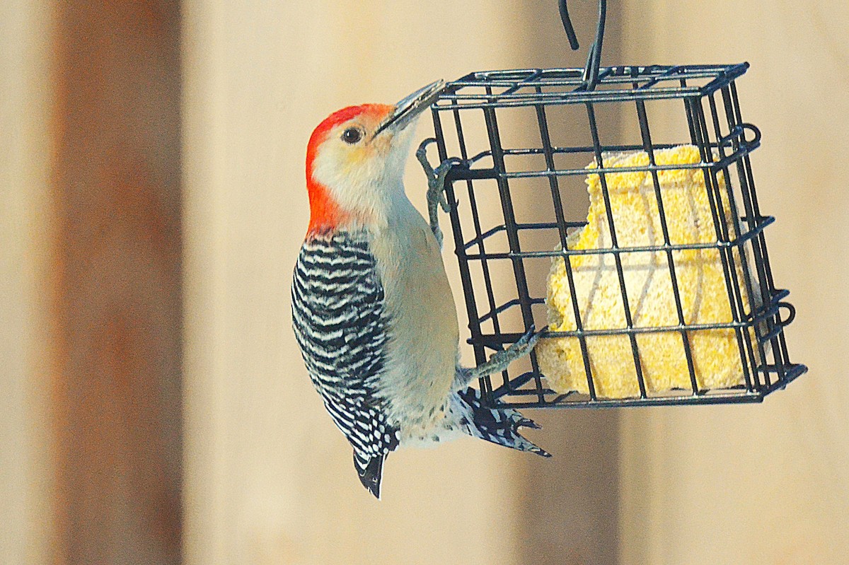 Carolinaspecht - ML646546120