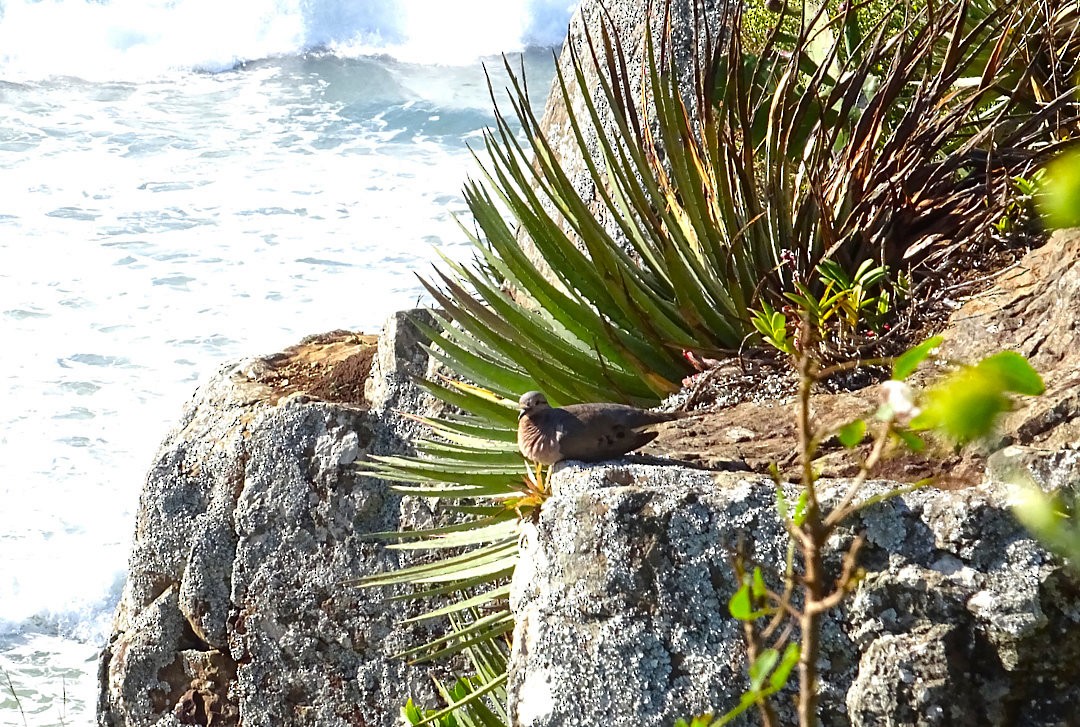 ミミグロバト - ML646546121