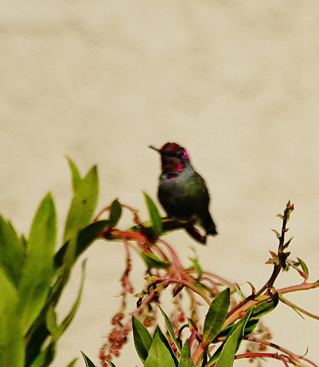 Anna's Hummingbird - ML646546125
