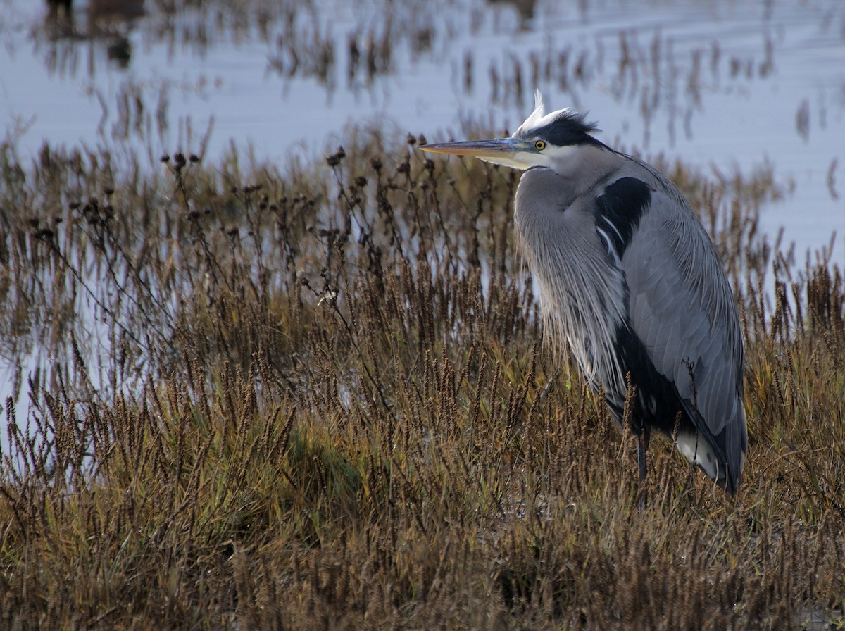 Great Blue Heron - ML646546128
