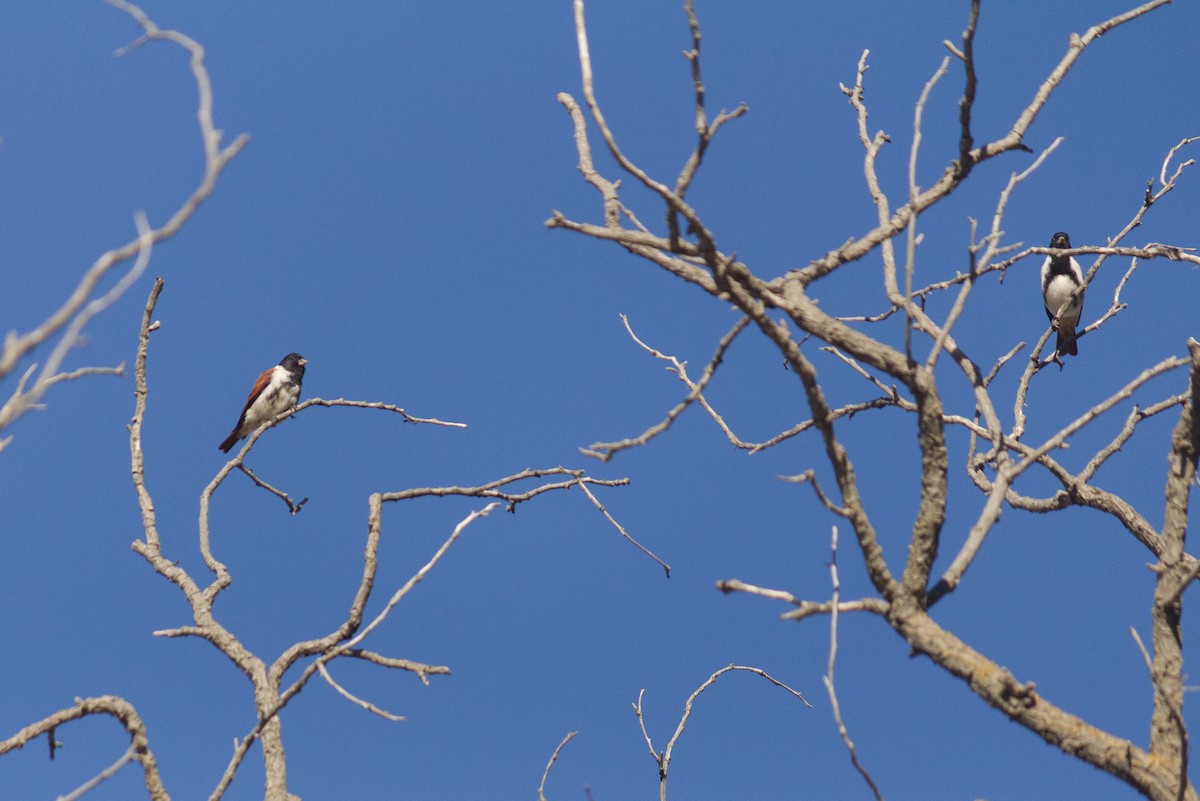 Serin alario - ML646546129