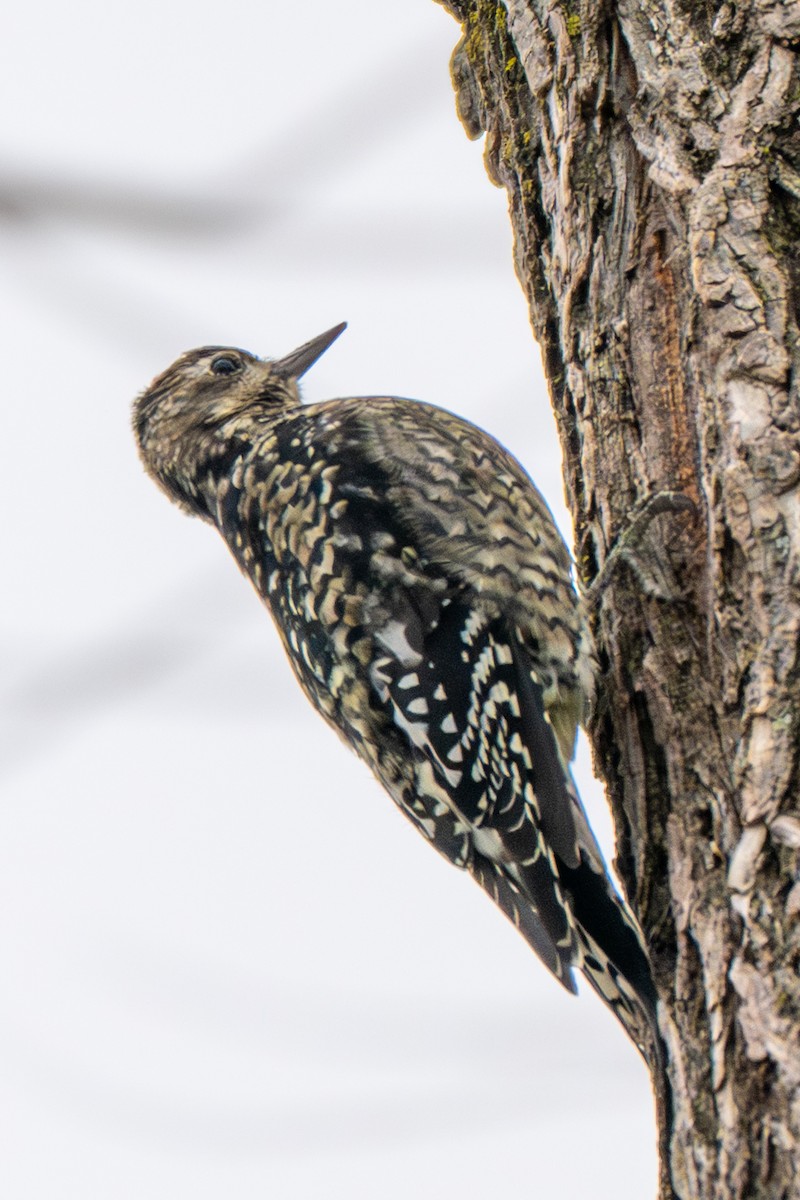 Sarı Karınlı Ağaçkakan - ML646546131