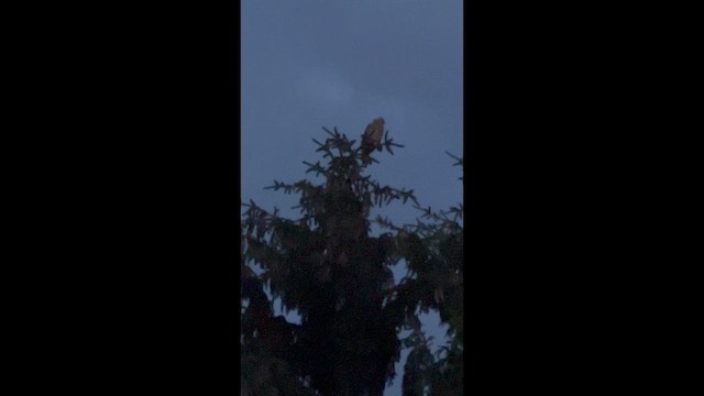 Hontz virginiarra - ML646546137